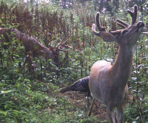 trail1.jpg