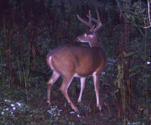 trail2.jpg