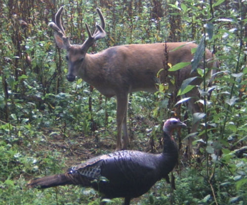 trail4.jpg