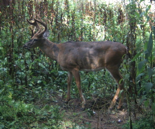 trail5.jpg