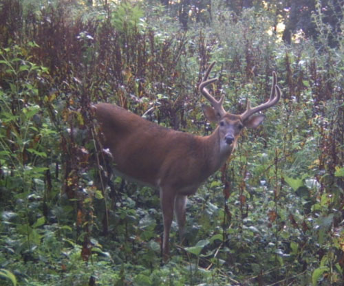 trail7.jpg