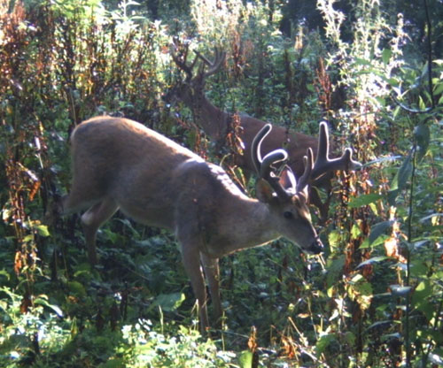 trail9.jpg
